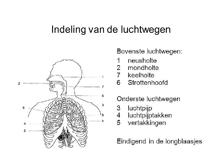 Bovenste luchtwegen en ademhaling Leerdoelen Wat wordt onder