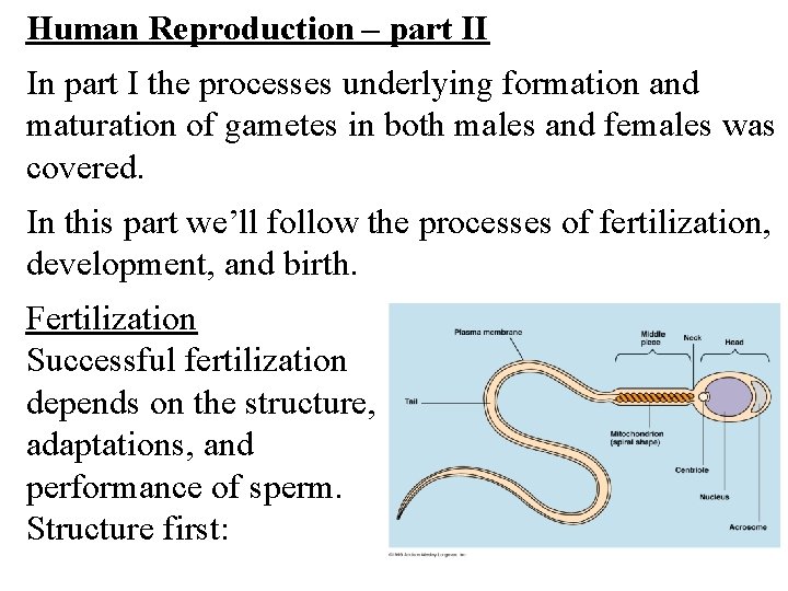 Human Reproduction – part II In part I the processes underlying formation and maturation