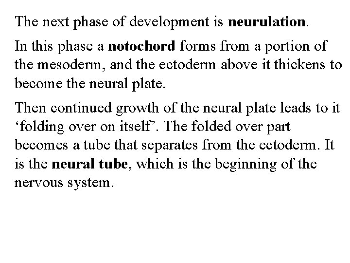 The next phase of development is neurulation. In this phase a notochord forms from
