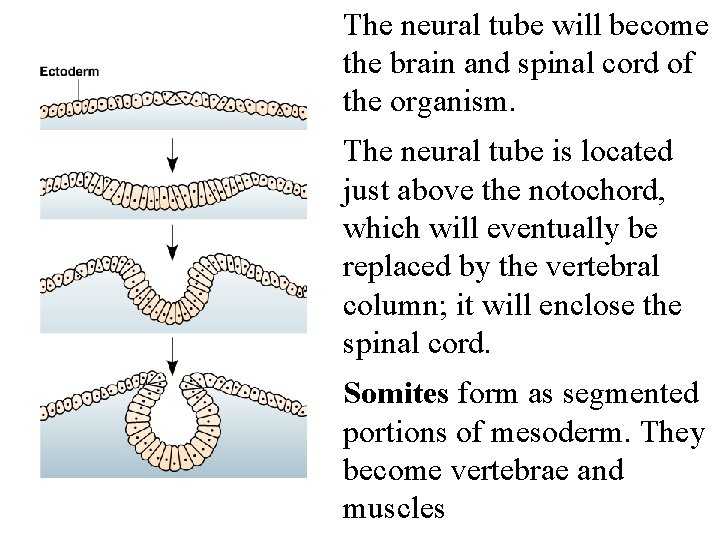 The neural tube will become the brain and spinal cord of the organism. The