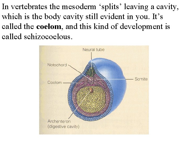 In vertebrates the mesoderm ‘splits’ leaving a cavity, which is the body cavity still