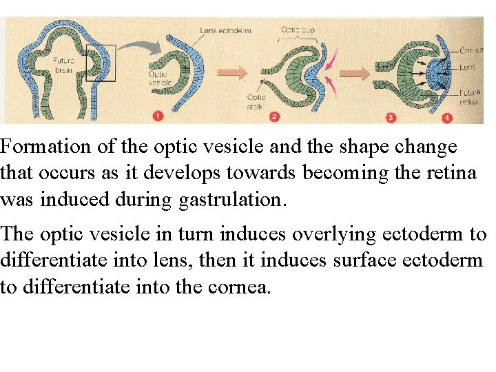 Formation of the optic vesicle and the shape change that occurs as it develops