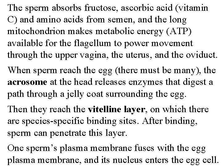 The sperm absorbs fructose, ascorbic acid (vitamin C) and amino acids from semen, and