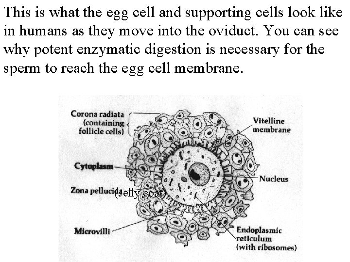 This is what the egg cell and supporting cells look like in humans as