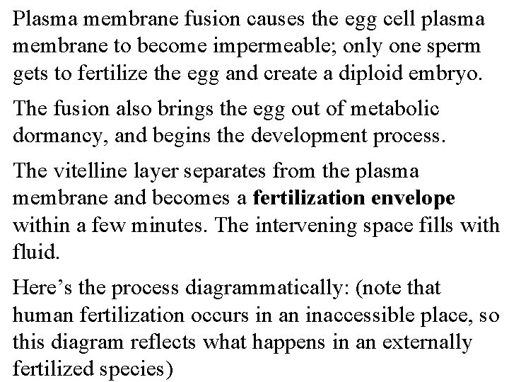 Plasma membrane fusion causes the egg cell plasma membrane to become impermeable; only one
