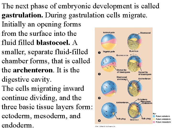 The next phase of embryonic development is called gastrulation. During gastrulation cells migrate. Initially