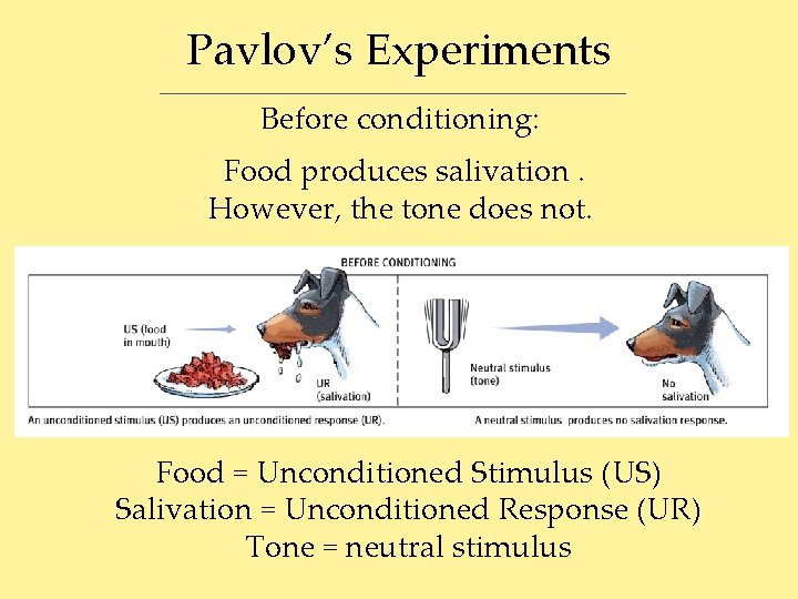 Pavlov’s Experiments Before conditioning: Food produces salivation. However, the tone does not. Food =