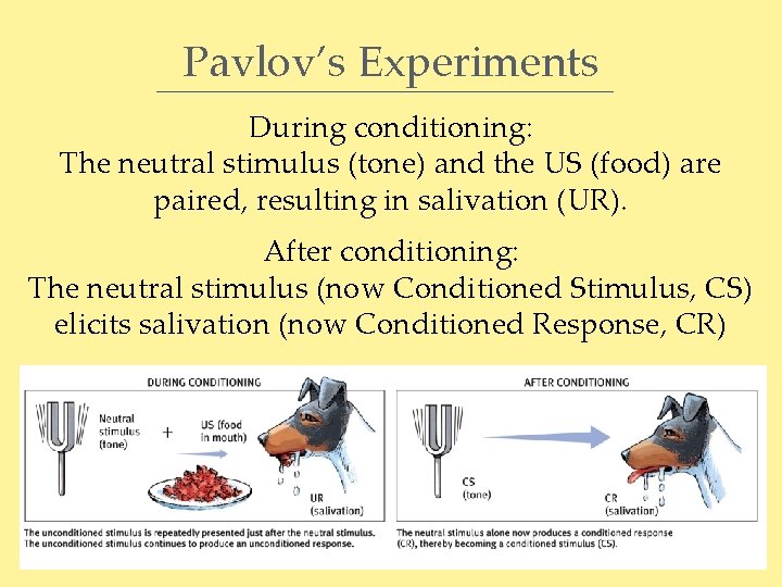 Pavlov’s Experiments During conditioning: The neutral stimulus (tone) and the US (food) are paired,