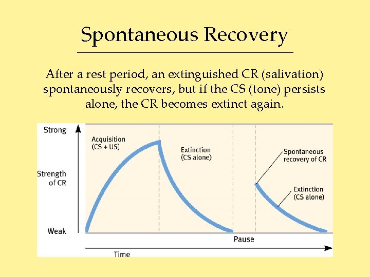 Spontaneous Recovery After a rest period, an extinguished CR (salivation) spontaneously recovers, but if