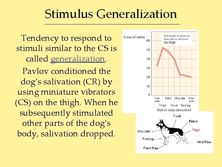 Stimulus Generalization Tendency to respond to stimuli similar to the CS is called generalization.