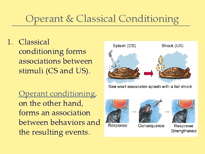 Operant & Classical Conditioning 1. Classical conditioning forms associations between stimuli (CS and US).