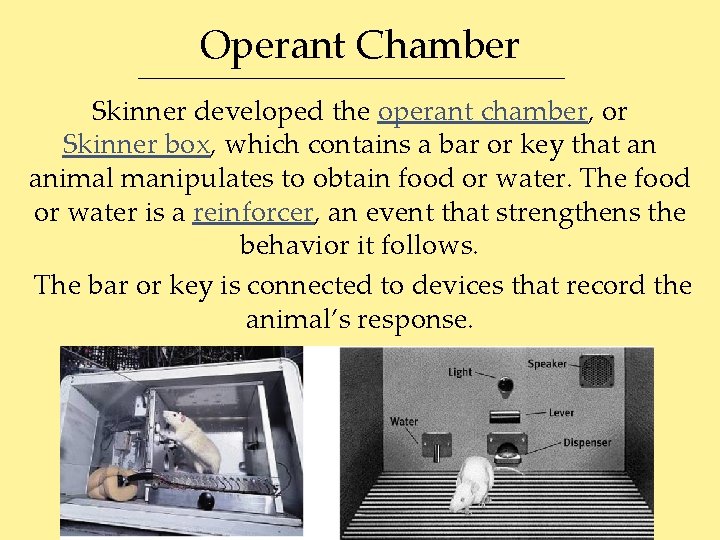 Operant Chamber Skinner developed the operant chamber, or Skinner box, which contains a bar