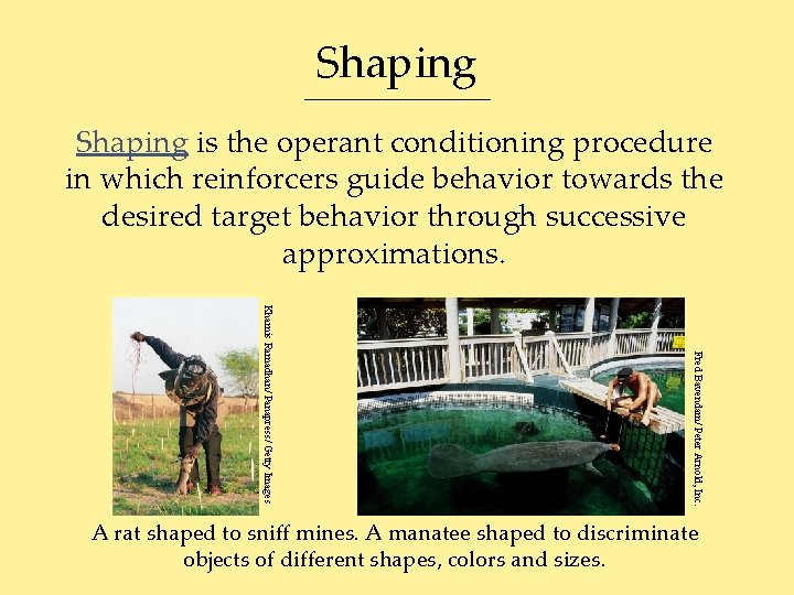 Shaping is the operant conditioning procedure in which reinforcers guide behavior towards the desired