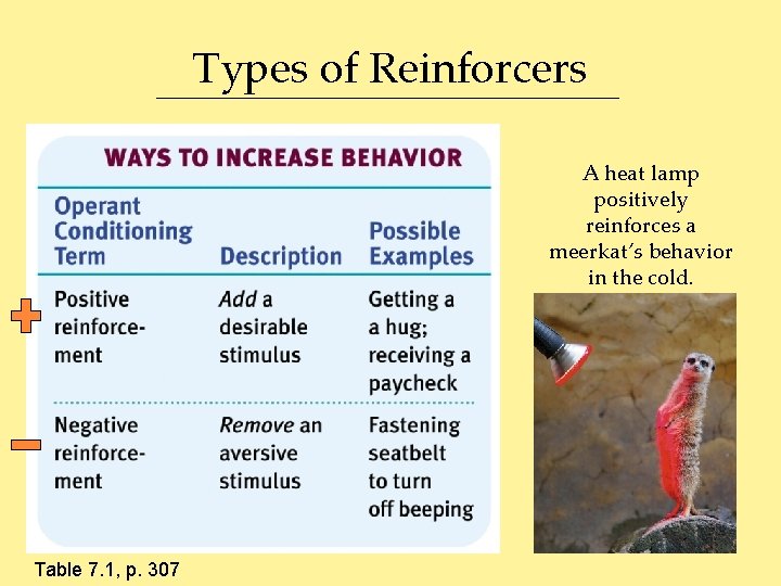 Types of Reinforcers A heat lamp positively reinforces a meerkat’s behavior in the cold.