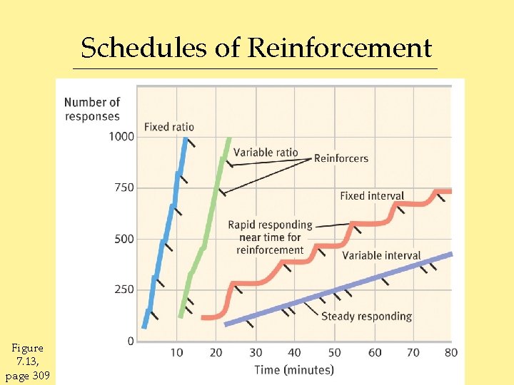 Schedules of Reinforcement Figure 7. 13, page 309 