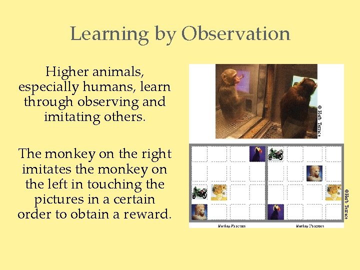 Learning by Observation ©Herb Terrace The monkey on the right imitates the monkey on