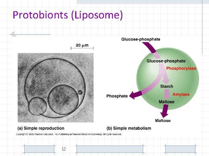 Protobionts (Liposome) 12 