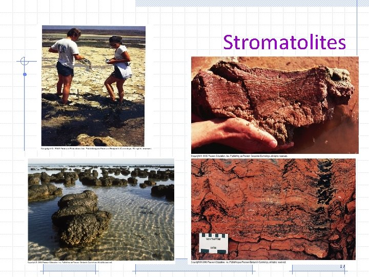 Stromatolites • 17 