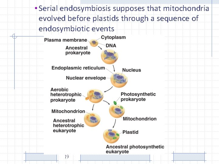  • Serial endosymbiosis supposes that mitochondria evolved before plastids through a sequence of