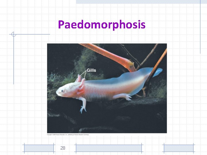 Paedomorphosis 28 