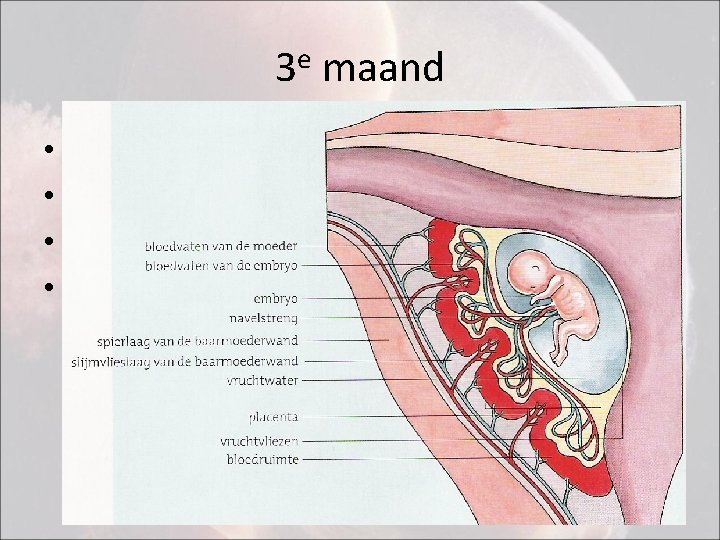 3 e maand • • Alle organen zijn gevormd Embryo wordt foetus genoemd Placenta
