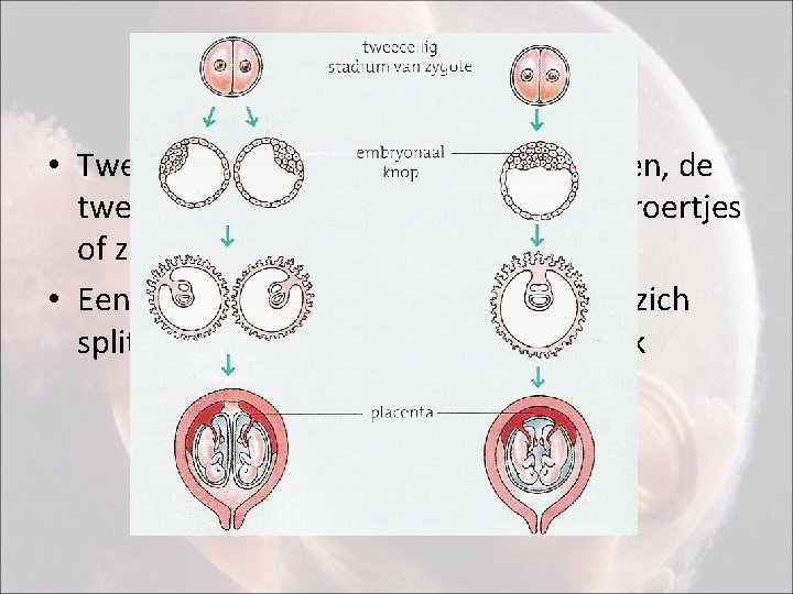 Tweelingen • Twee-eiig: bevruchting van twee eicellen, de tweeling lijkt niet op elkaar (normale