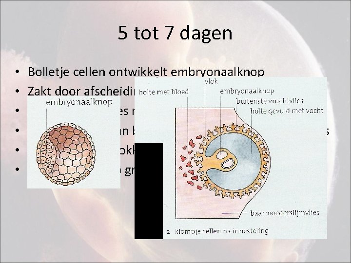 5 tot 7 dagen • • • Bolletje cellen ontwikkelt embryonaalknop Zakt door afscheiding