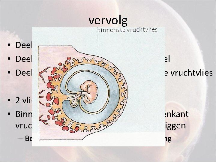 vervolg • Deel van embryonaalknop -> embryo • Deel van embryonaalknop -> hechtsteel •