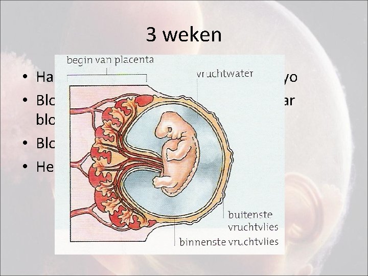 3 weken • Hart en bloedvaten ontstaan in embryo • Bloedvaten groeien via hechtsteel