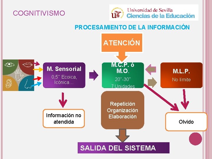 COGNITIVISMO PROCESAMIENTO DE LA INFORMACIÓN ATENCIÓN M. Sensorial 0, 5’’ Ecoica, Icónica… M. C.