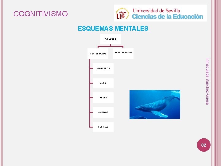 COGNITIVISMO ESQUEMAS MENTALES ANIMALES VERTEBRADOS AVES PECES Inmaculada Sánchez-Queija MAMÍFEROS INVERTEBRADOS ANFIBIOS REPTILES 32