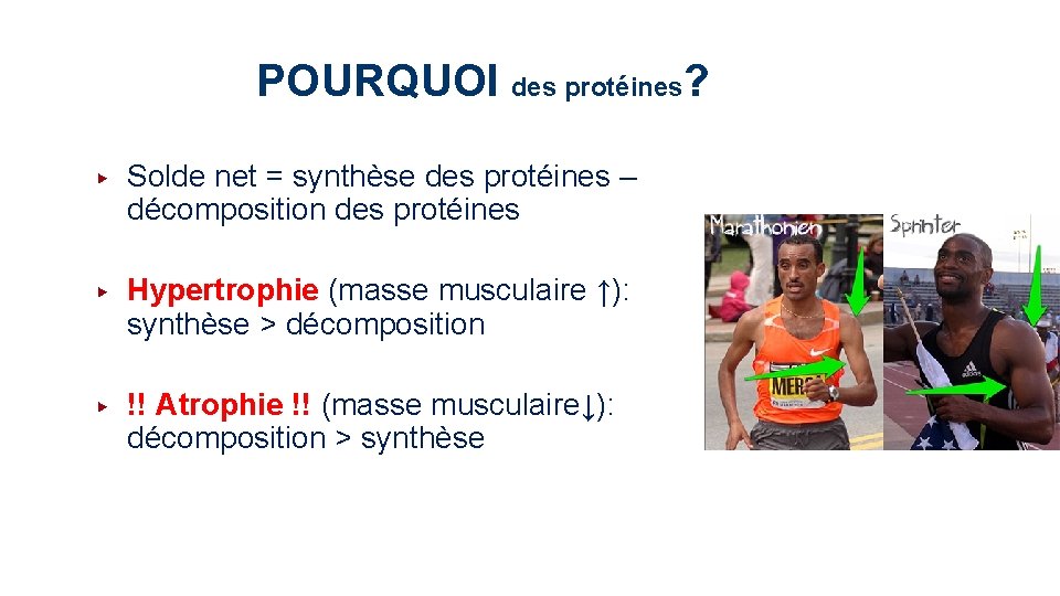 POURQUOI des protéines? ▶ Solde net = synthèse des protéines – décomposition des protéines