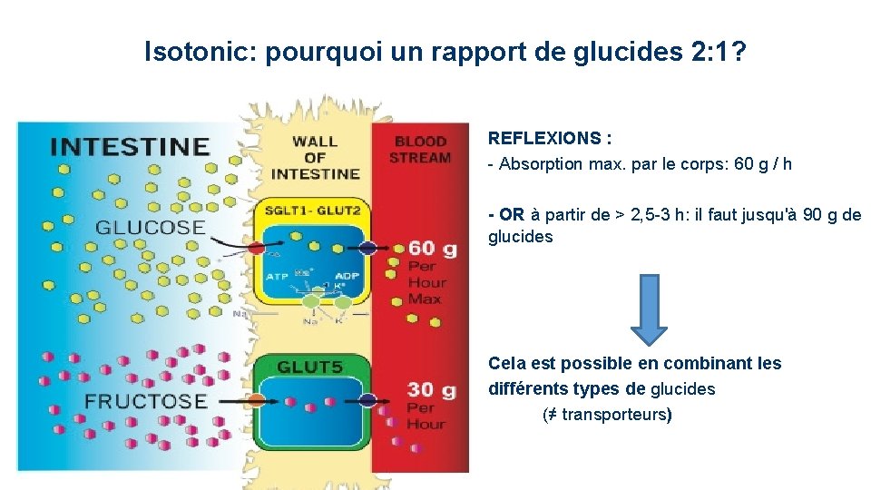 Isotonic: pourquoi un rapport de glucides 2: 1? REFLEXIONS : - Absorption max. par