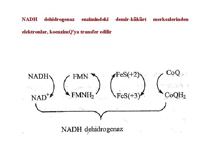 NADH dehidrogenaz enzimindeki elektronlar, koenzim. Q'ya transfer edilir demir-kükürt merkezlerinden 