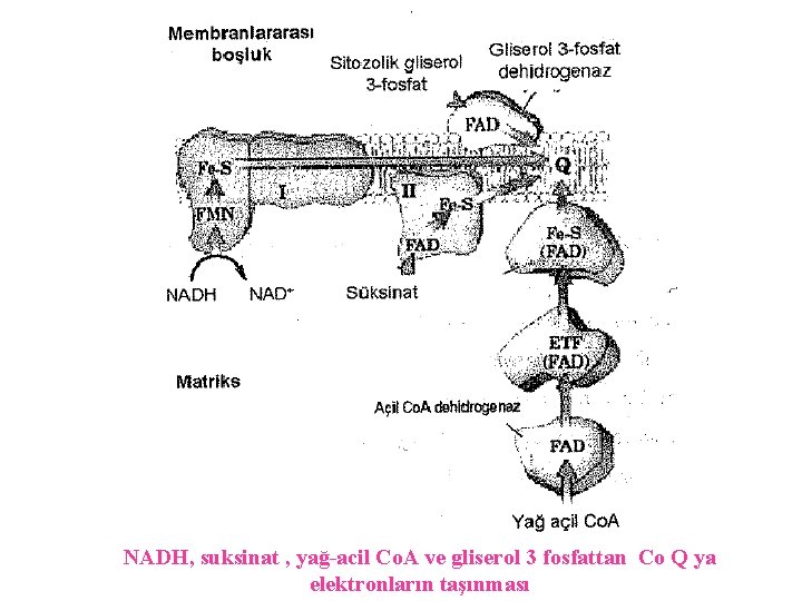 NADH, suksinat , yağ-acil Co. A ve gliserol 3 fosfattan Co Q ya elektronların