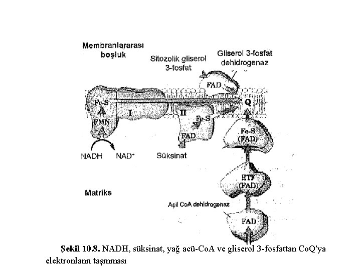 Şekil 10. 8. NADH, süksinat, yağ acü-Co. A ve gliserol 3 -fosfattan Co. Q'ya