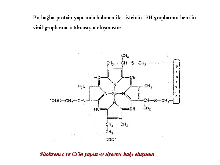 Bu bağlar protein yapısında bulunan iki sisteinin -SH gruplarının hem’in vinil gruplarına katılmasıyla oluşmuştur