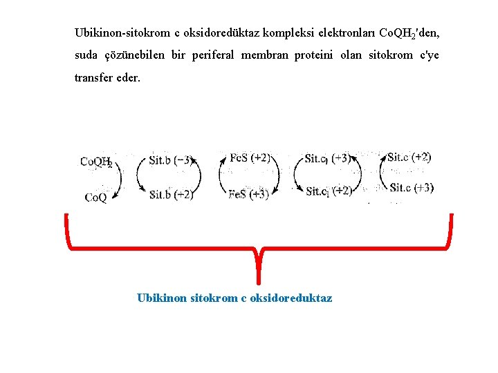 Ubikinon-sitokrom c oksidoredüktaz kompleksi elektronları Co. QH 2'den, suda çözünebilen bir periferal membran proteini