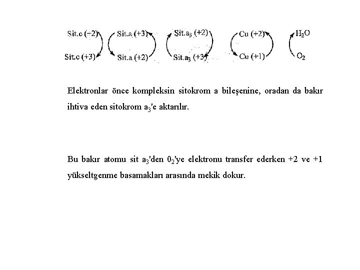 Elektronlar önce kompleksin sitokrom a bileşenine, oradan da bakır ihtiva eden sitokrom a 3'e