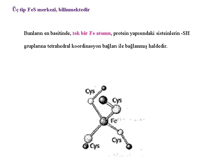 Üç tip Fe. S merkezi, bilinmektedir Bunların en basitinde, tek bir Fe atomu, protein