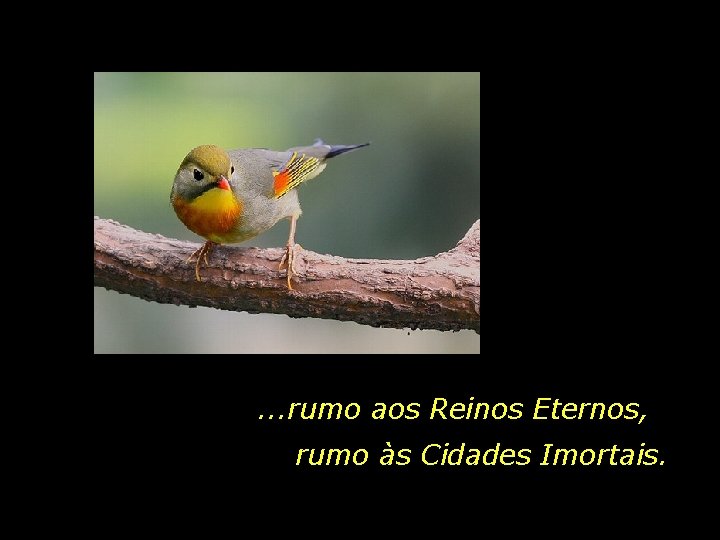 . . . rumo aos Reinos Eternos, rumo às Cidades Imortais. 