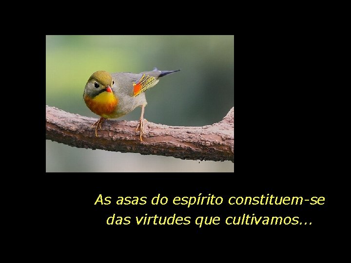 As asas do espírito constituem-se das virtudes que cultivamos. . . 