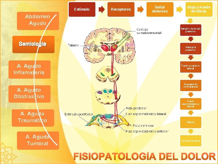 Estímulo Receptores Señal dolorosa Viaja a través de fibras Abdomen Agudo Ganglio de la