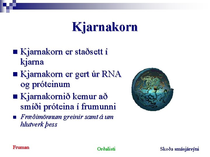Kjarnakorn er staðsett í kjarna n Kjarnakorn er gert úr RNA og próteinum n