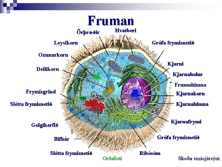 Fruman Hvatberi Örþræðir Leysikorn Grófa frymisnetið Oxunarkorn Kjarni Deilikorn Kjarnaholur Frumuhimna Frymisgrind Kjarnakorn Slétta