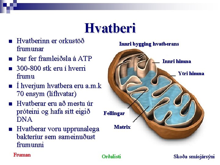 Hvatberi n n n Hvatberinn er orkustöð Innri bygging hvatberans frumunar Þar fer framleiðsla