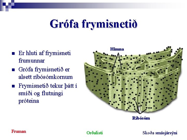 Grófa frymisnetið n n n Himna Er hluti af frymisneti frumunnar Grófa frymisnetið er