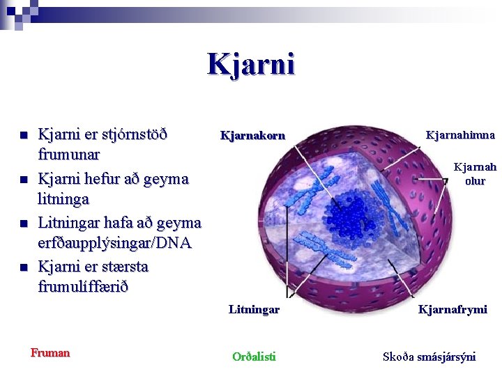 Kjarni n n Kjarni er stjórnstöð frumunar Kjarni hefur að geyma litninga Litningar hafa