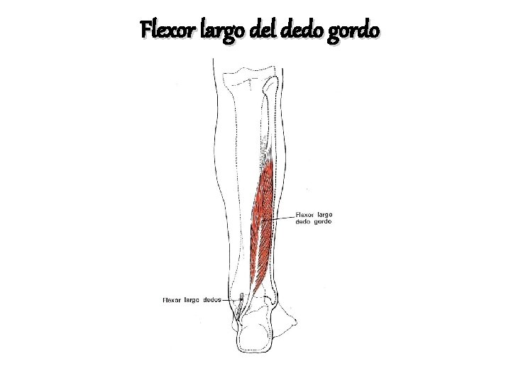 Flexor largo del dedo gordo 