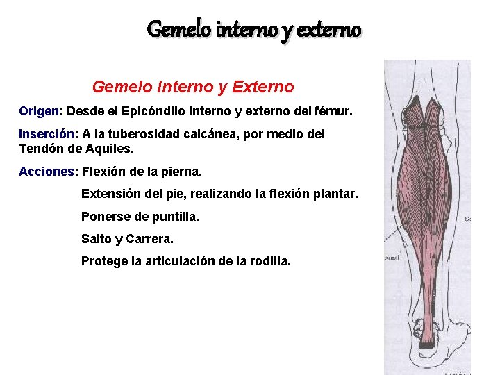 Gemelo interno y externo Gemelo Interno y Externo Origen: Desde el Epicóndilo interno y